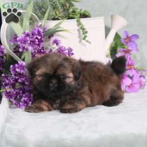 Pollyanna, Shih Tzu Puppy